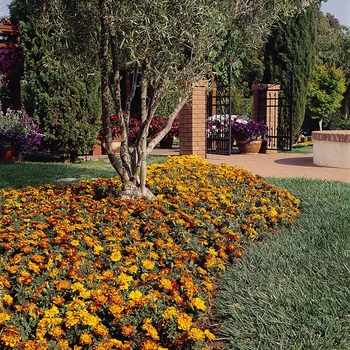 Tagetes patula Durango® '' (128039)