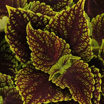 Coleus scutellarioides 'Coleosaurus' (128151)