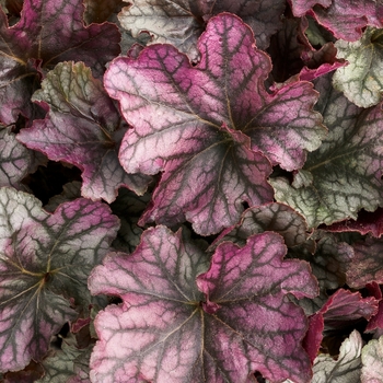 Heuchera Dolce® 'Blackberry Ice' (128157)