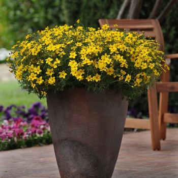 Bidens aurea 'Sunbeam' (128267)