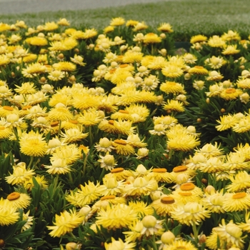 Bracteantha bracteata Dreamtime® 'Jumbo Yellow' (128272)