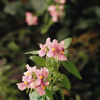 Nemesia Aromatica™ 'Rose Pink' (128284)