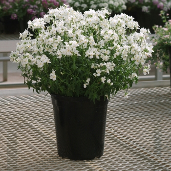 Nemesia Aromatica™ 'White' (128286)