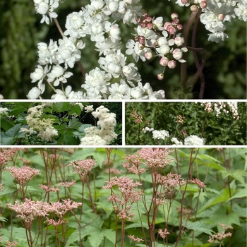 Filipendula 'Multiple Varieties' (128303)