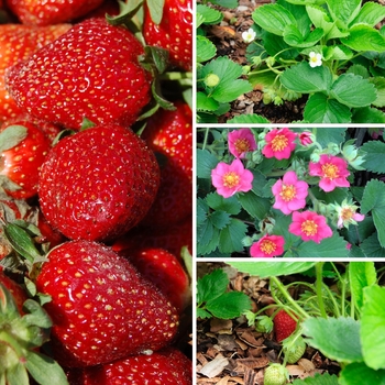 Fragaria '' (128306)