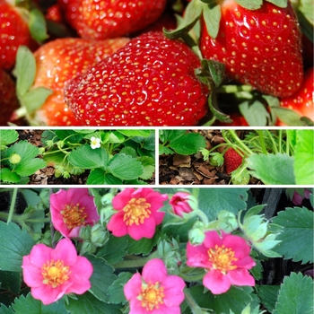 Fragaria '' (128307)