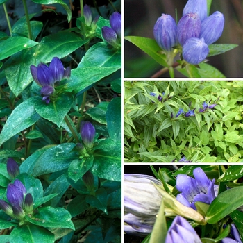 Gentiana 'Multiple Varieties' (128309)