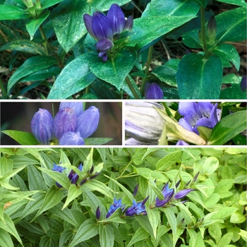 Gentiana 'Multiple Varieties' (128310)