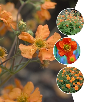 Geum 'Multiple Varieties' (128311)