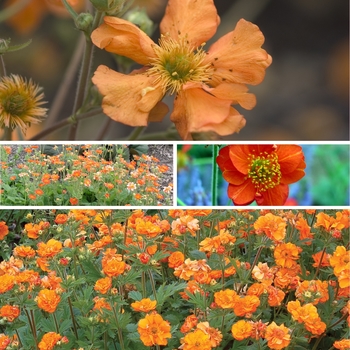 Geum 'Multiple Varieties' (128313)