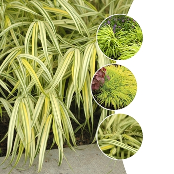 Hakonechloa 'Multiple Varieties' (128314)