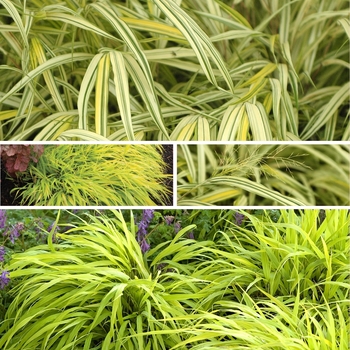 Hakonechloa 'Multiple Varieties' (128316)