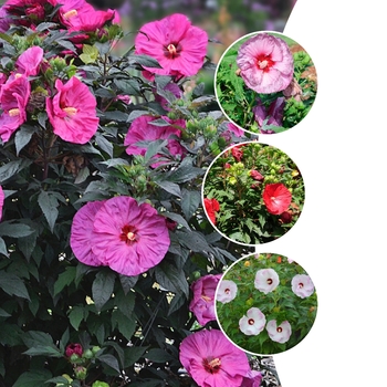 Hibiscus Summerific® Series '' (128317)