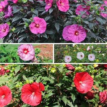 Hibiscus Summerific® Series '' (128319)