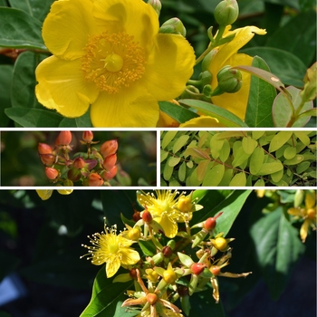 Hypericum 'Multiple Varieties' (128336)