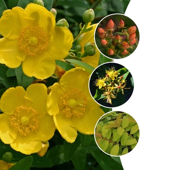 Hypericum 'Multiple Varieties' (128338)