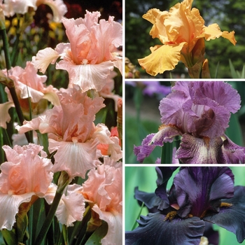 Iris germanica '' (128346)