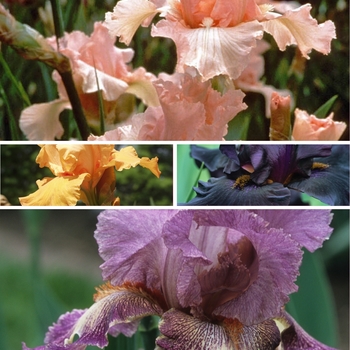 Iris germanica '' (128347)