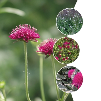 Knautia 'Multiple Varieties' (128348)