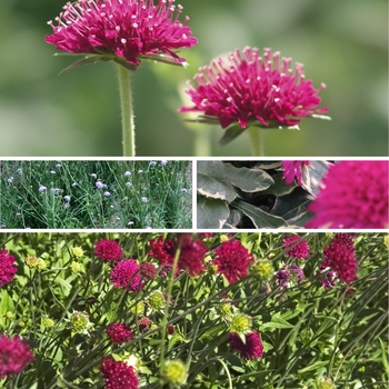 Knautia 'Multiple Varieties' (128350)