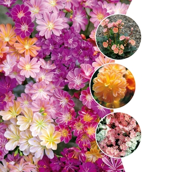 Lewisia 'Multiple Varieties' (128351)