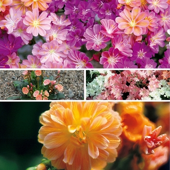 Lewisia 'Multiple Varieties' (128353)