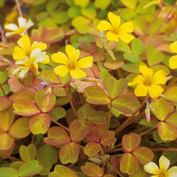 Oxalis vulcanicola 'Molten Lava™' (128355)