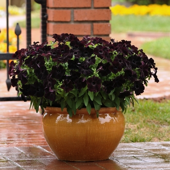 Petunia 'Black Magic' (128359)