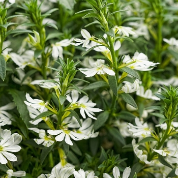 Scaevola aemula Whirlwind® 'White' (128360)