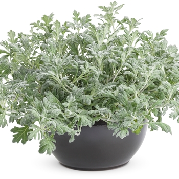 Artemisia stelleriana 'Silver Bullet®' (128432)