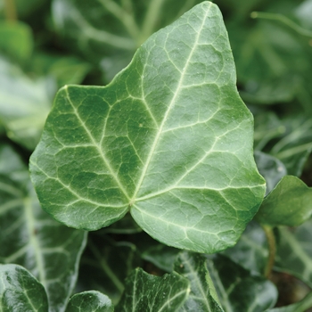 Hedera helix 'Thorndale' (128434)