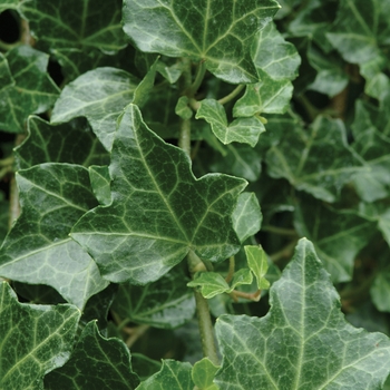 Hedera helix 'Baltica' (128435)