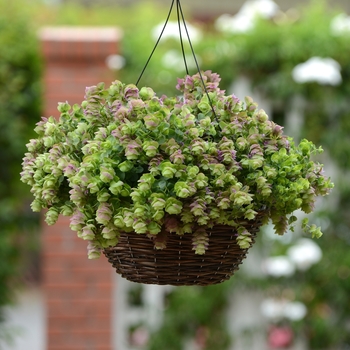 Origanum 'Kirigami' (128441)