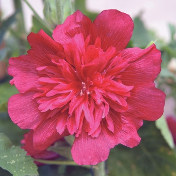 Alcea rosea Spring Celebrities 'Carmine-Rose' (128448)