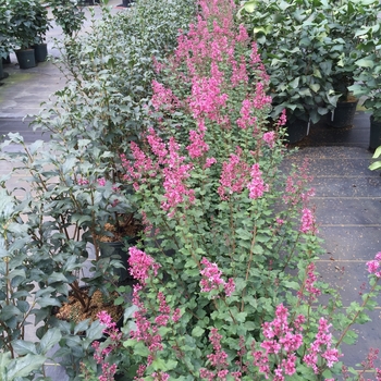 Syringa Bloomerang® 'Dwarf Pink' (128462)