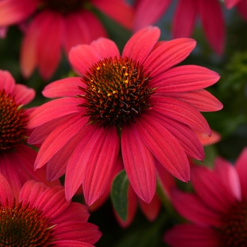 Echinacea Sombrero® 'Baja Burgundy' (128479)