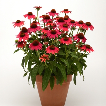 Echinacea Sombrero® 'Baja Burgundy' (128480)