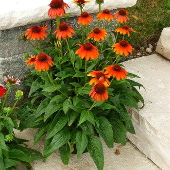 Echinacea Sombrero® 'Flamenco Orange' (128481)