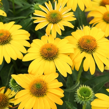 Echinacea Sombrero® 'Lemon Yellow' (128484)