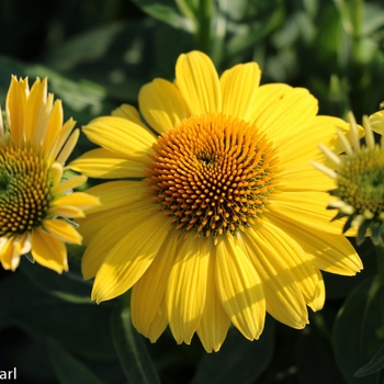 Echinacea Sombrero® 'Lemon Yellow' (128485)