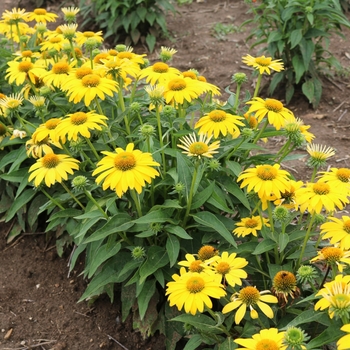 Echinacea Sombrero® 'Lemon Yellow' (128486)