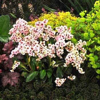 Bergenia Dragon Fly™ 'Angel Kiss' (128614)