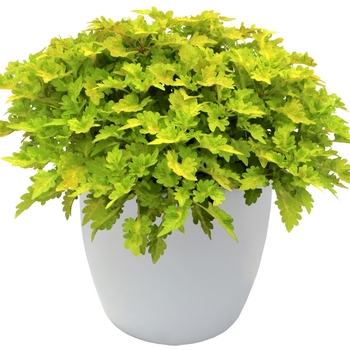 Coleus Cool Vibes™ 'Mellow' (128630)