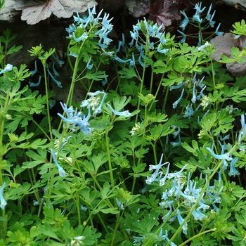 Corydalis flexuosa 'Blue Panda' (128637)