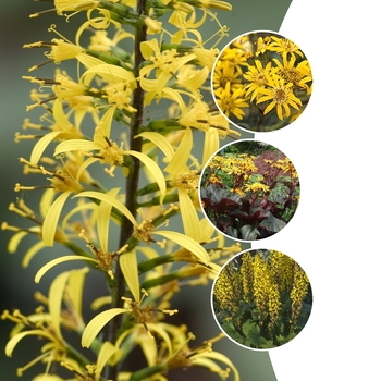 Ligularia 'Multiple Varieties' (128705)