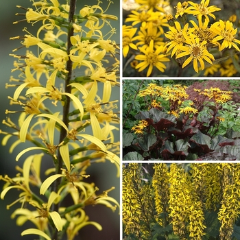 Ligularia 'Multiple Varieties' (128706)