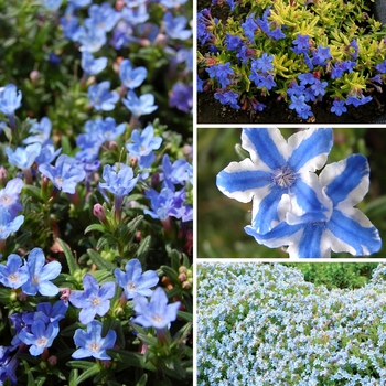 Lithodora 'Multiple Varieties' (128709)