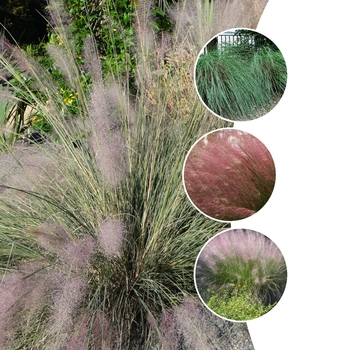 Muhlenbergia 'Multiple Varieties' (128719)