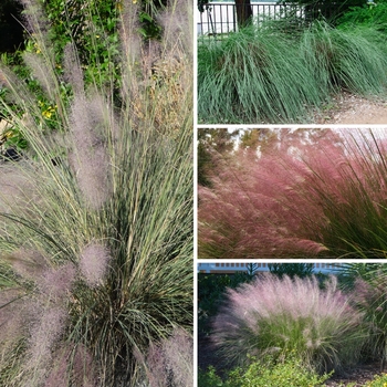 Muhlenbergia 'Multiple Varieties' (128720)