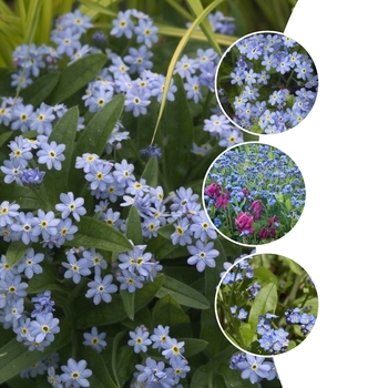 Myosotis 'Multiple Varieties' (128728)